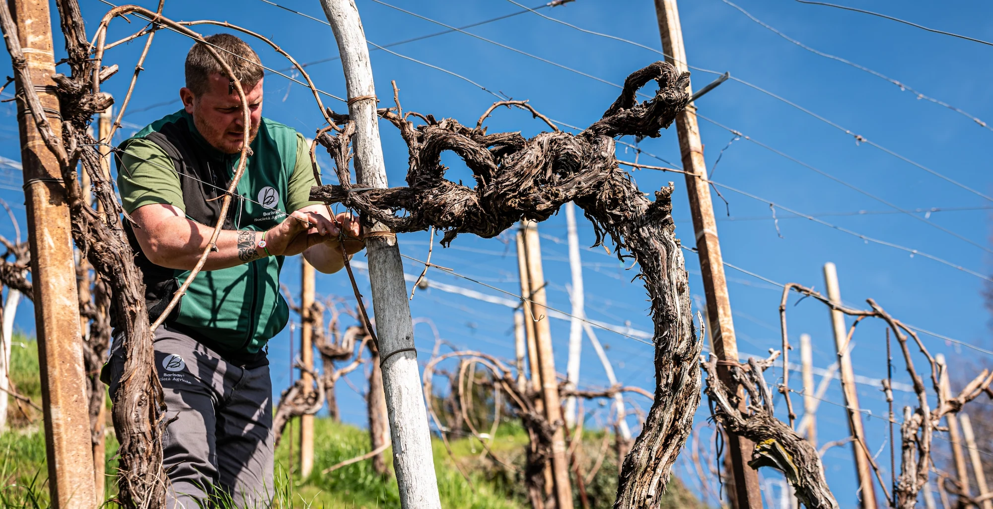 Viaggio tra passione e territorio - Cantina Barisan