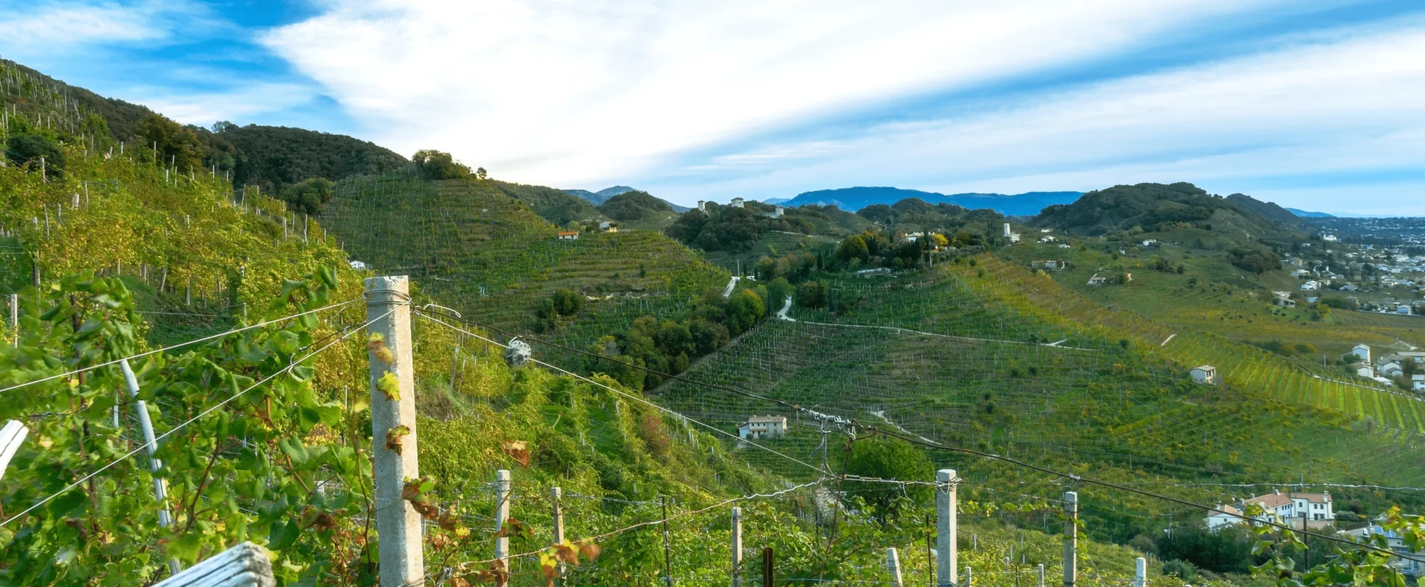 In Fondo - Cantina Barisan