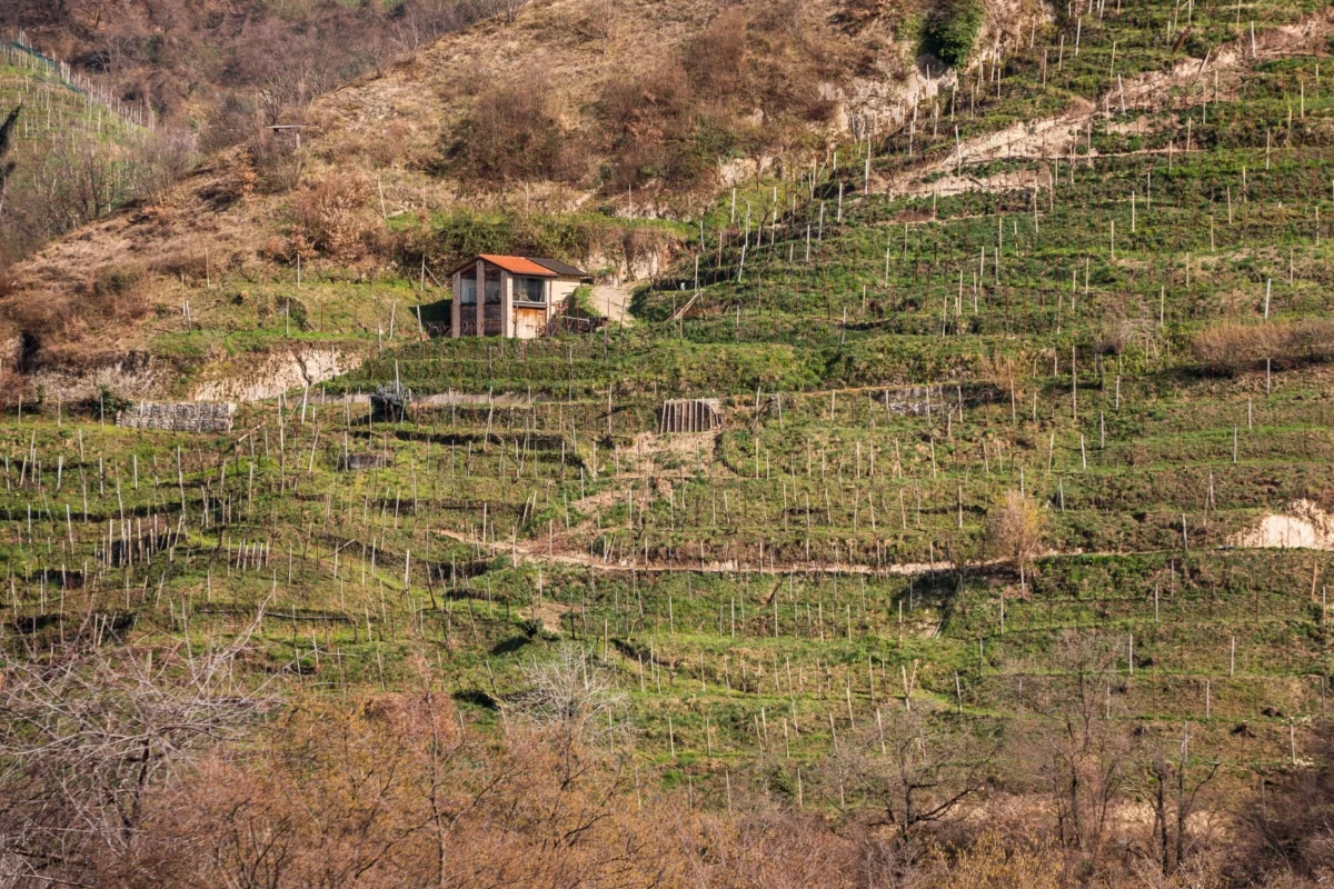 Viaggio tra passione e territorio - Cantina Barisan